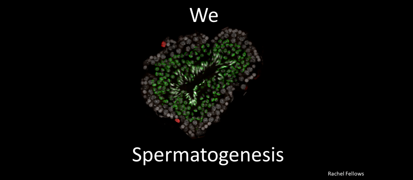 weheartspermatogenesis.png