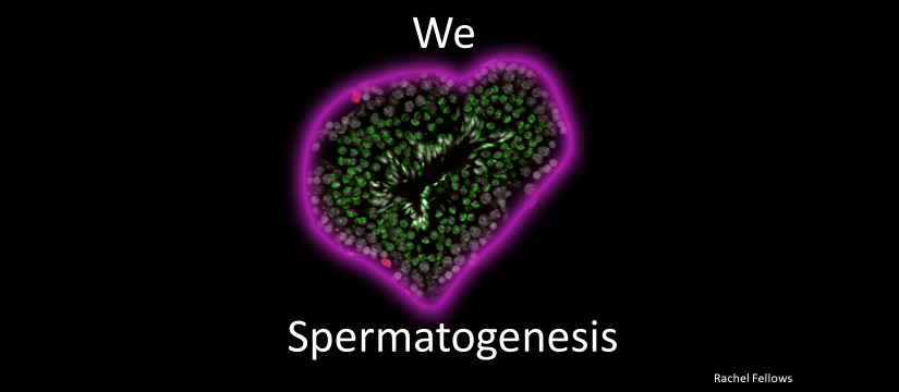 weheartspermatogenesis.png