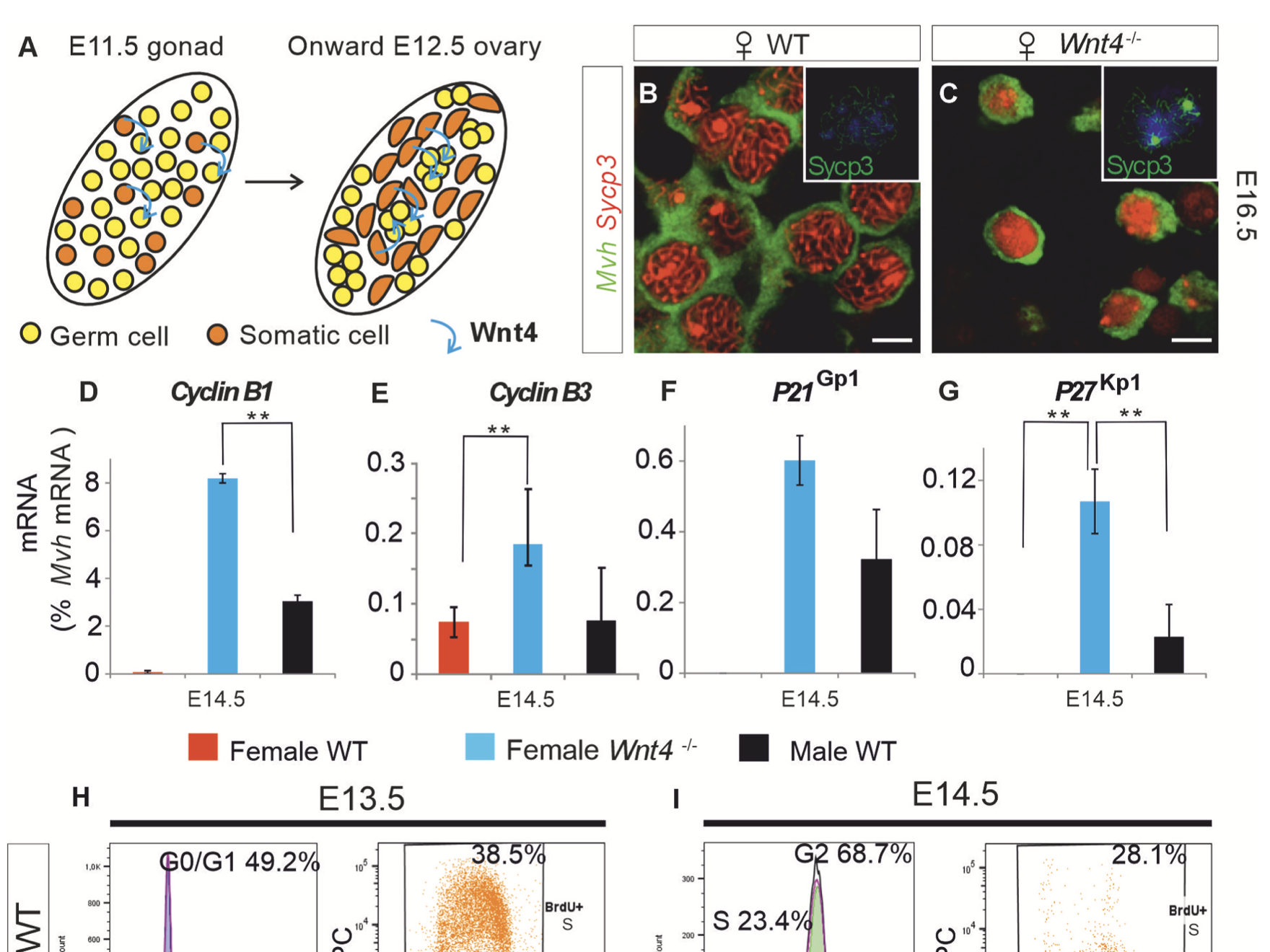 Developmental Biology 2026 cover thumbnail