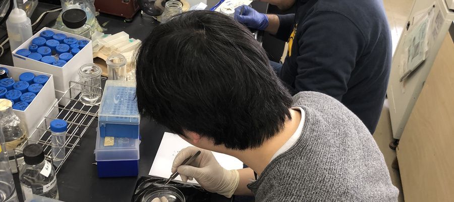 Making sample for sorting