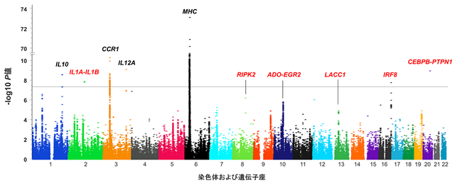 図2：本研究により見出されたヒトゲノム全域におけるSNPとベーチェット病の関連性