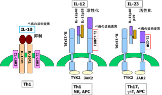 ベーチェット病との関係が示唆されたIL分子とその受容体