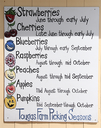 6月から10月まではfruits pickingのシーズン