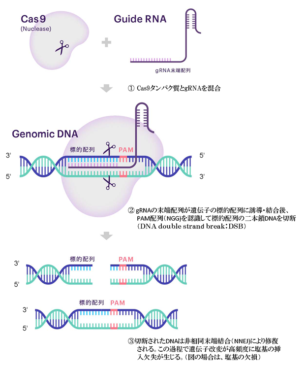 CRISPR/Cas9システムによる非相同組み換え