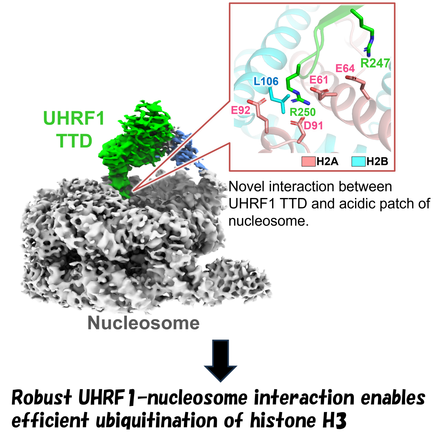 Published in the Journal of Biochemistry: Discovery of a New ...