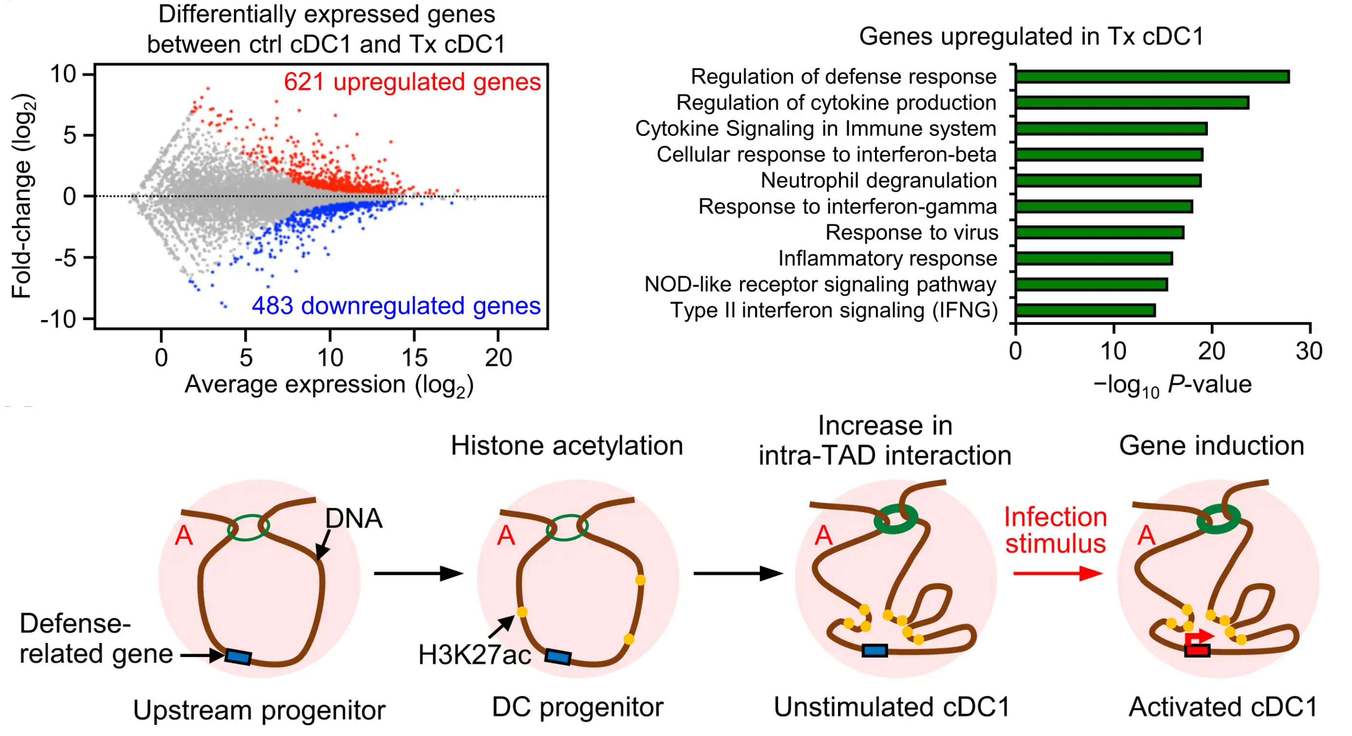 chromatin structure