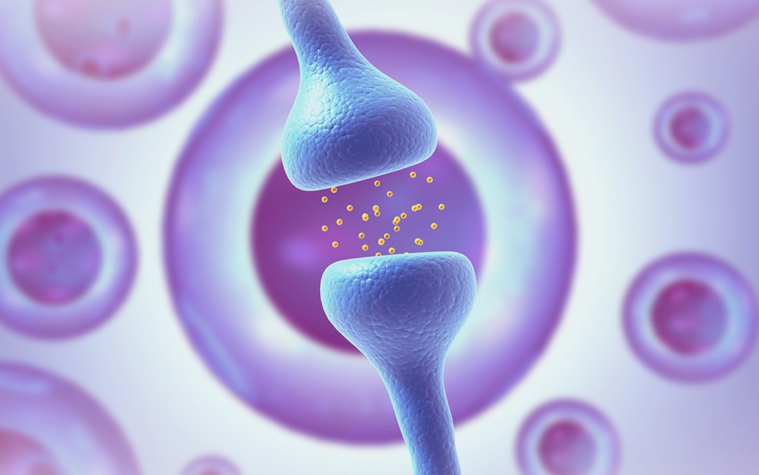 更年期脳を分子レベルでとらえる新しい研究です